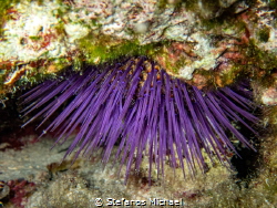 Purple Sea Urchin - Paracentrotus lividus by Stefanos Michael 